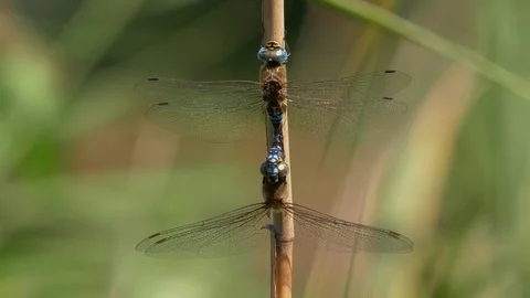 Migrant hawker (Aeshna mixta) mating Video stock 79610410