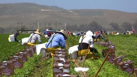 Migrant Mexican and hispanic farm workers labor in agricultural fields picking Stock Footage 139419962