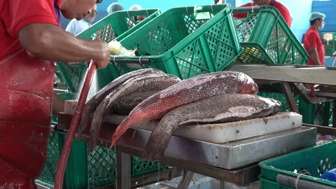 Migrant worker cleans fish spraying water, Jeddah market Saudi Arabia Stock Footage 125713842