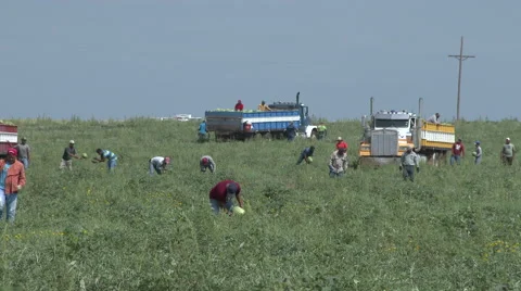 Migrant workers cut and load watermelons into trucks in a Texas field. 4k Stock Footage 67334899