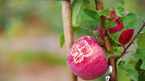 Migrant workers fruit farmers work under the sun Stock Footage 243081244