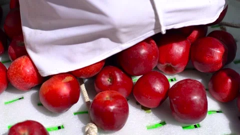 Migrant workers, fruit farmers work under the sun, Stock Footage 243100638