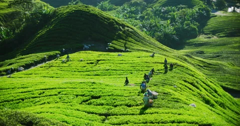 Migrant Workers Harvesting Tea Plantations in The Cameron Highlands, Malaysia Stock Footage 151121971