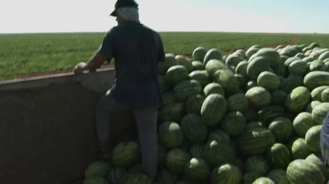 Migrant workers stack watermellons Stock Footage 51183899