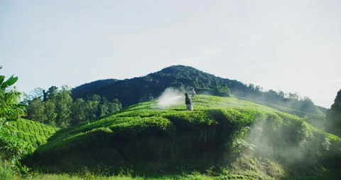 Migrant Workers At A Tea Plantation In The Cameron Highlands, Malaysia Stock Footage 151111460