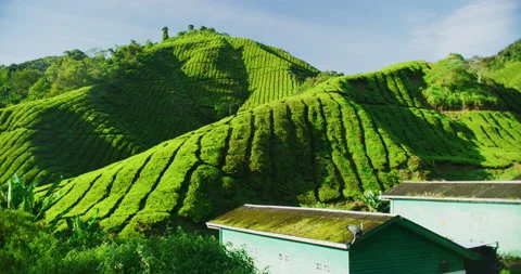 Migrant Workers At A Tea Plantation In The Cameron Highlands, Malaysia Stock Footage 151112198