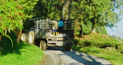 Migrant Workers Work The Tea Plantations in The Cameron Highlands, Malaysia Stock Footage 151120620