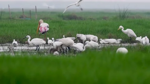 Migrated Birds are in Action Stock-Footage 274185332