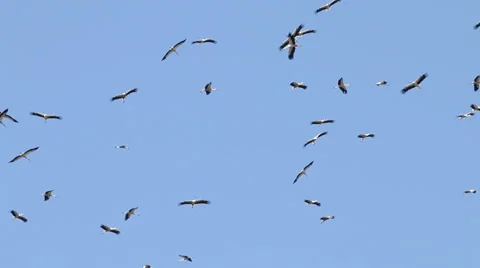 Migrating big flock of Flying Storks. Migration of Flying large group of birds. 库存影片 54233251
