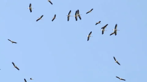 Migrating big flock of Flying Storks. Migration of Flying large group of birds. Stock-Footage 54233297
