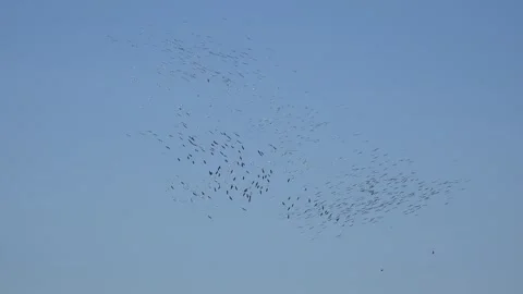 Migrating bird flocks soar through open sky using thermals - Thermic and Uplift Stock Footage 339485716