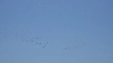 Migrating bird flocks soar through open sky using thermals - Flyways and Uplift Stock Footage 339485732