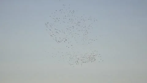 Migrating bird flocks soar through open sky using thermals - Uplift and Soaring Stock Footage 339486050