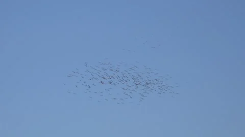 Migrating bird flocks soar through open sky using - Thermic and Avian Migration Stock Footage 339486199