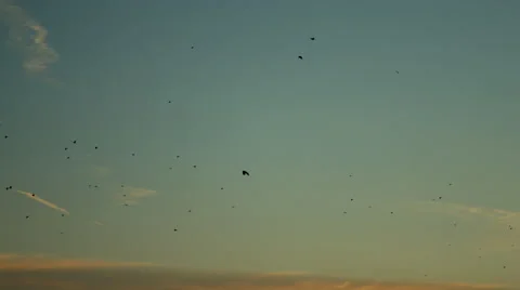 Migrating birds against a sunset Video stock 50024701
