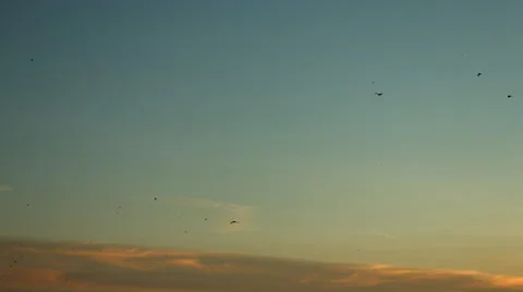 Migrating birds against a sunset Video stock 50024705