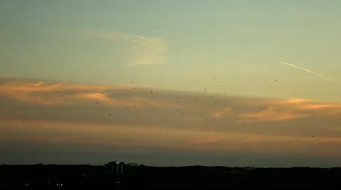 Migrating birds against a sunset Video stock 50024878