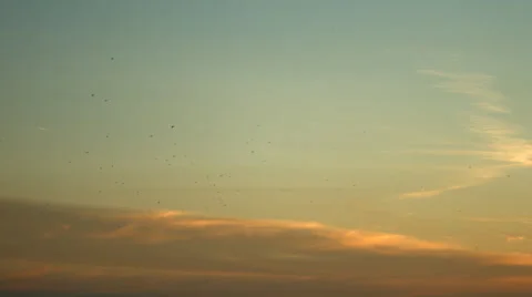 Migrating birds against a sunset Video stock 50024901