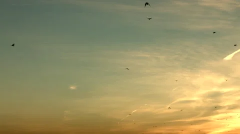Migrating birds against a sunset Video stock 50024934