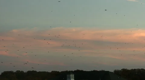 Migrating birds against a sunset Video stock 50024981