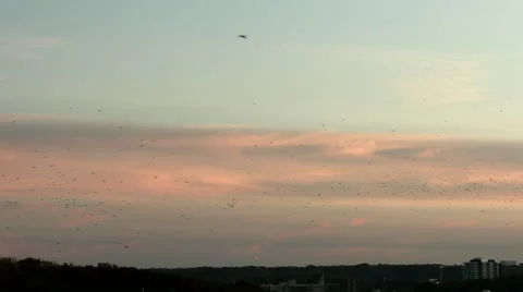 Migrating birds against a sunset Video stock 50025061