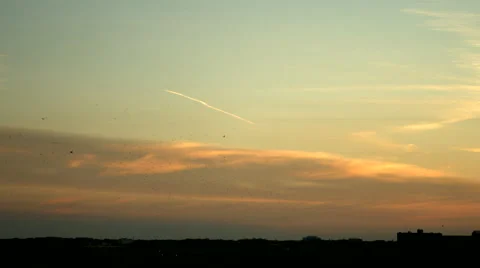 Migrating birds against a sunset Video stock 50025084