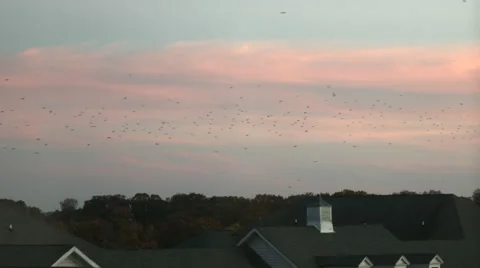 Migrating birds against a sunset Video stock 50025106