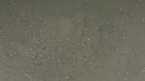 Migrating Birds Flock Together in Arctic Waters Aerial Drone Shot 4k Stock Footage 338263735