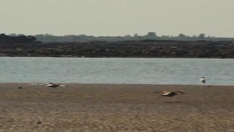 Migrating Birds Flying Over the Seaside Sand at the Beach Video Stock Stock Footage 267955652