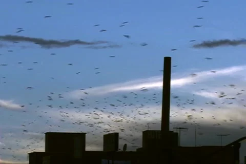 Migrating birds Stock Footage 1217966