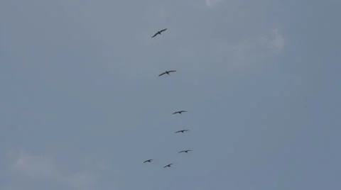 Migrating Birds Stock Footage 29664435