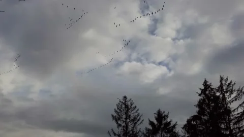 Migrating Birds Stock Footage 164306365