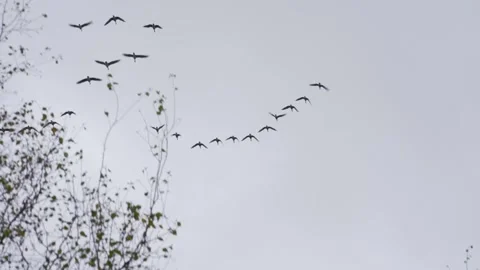 Migrating Birds Forming V-Shape Over Autumn Trees on a Cloudy Day Stock Footage 288748087