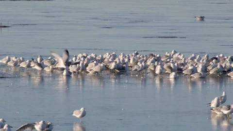Migrating birds on the ice Stock Footage 88297677