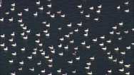 Migrating Birds In Little Assawoman Bay Stock Footage