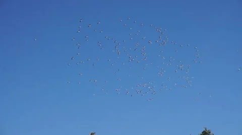 Migrating birds in the sky Video stock 58600026
