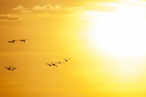 Migrating birds with sun Stock Photos