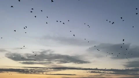 Migrating birds at sunset Stock Footage 238776921
