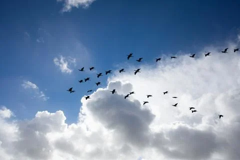.Migrating Birds in V?Formation  between Tisvilde and Liseleje Denmark 2016 Stock Photos