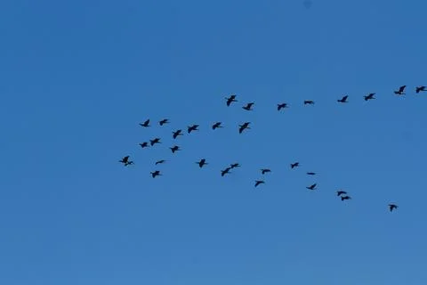 .Migrating Birds in V?Formation  between Tisvilde and Liseleje Denmark 2016 Stock Photos