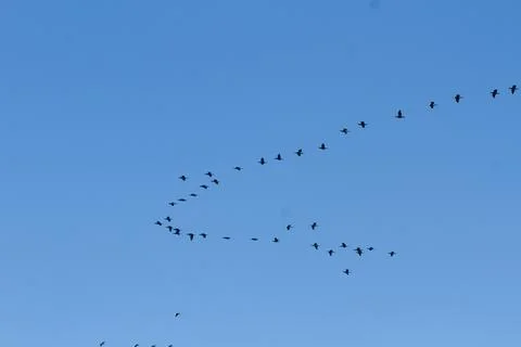 .Migrating Birds in V?Formation  between Tisvilde and Liseleje Denmark 2016 Stock Photos
