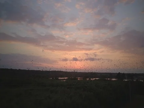 Migrating Black Birds Drone Stockbeeldmateriaal 83606517