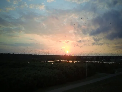 Migrating Black Birds Stockbeeldmateriaal 83606306