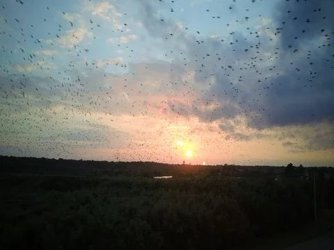 Migrating Black Birds Sunset Stockbeeldmateriaal 83606392