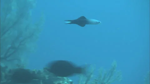Migrating Black Orchid Blenny Video stock 332482886