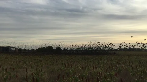 Migrating Blackbird swarm in Oklahoma Stock Footage 56568447