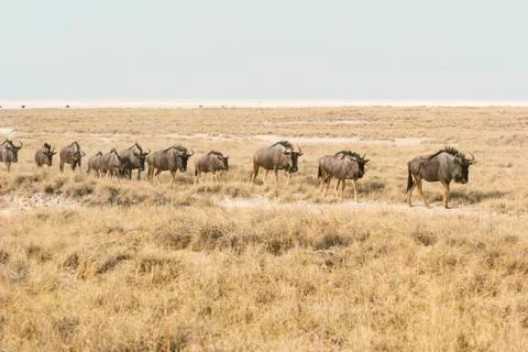 Migrating blue wildebeests Stock Photos