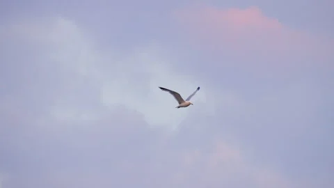 Migrating California Gull Flying in Slow Motion Stock Footage 341957789