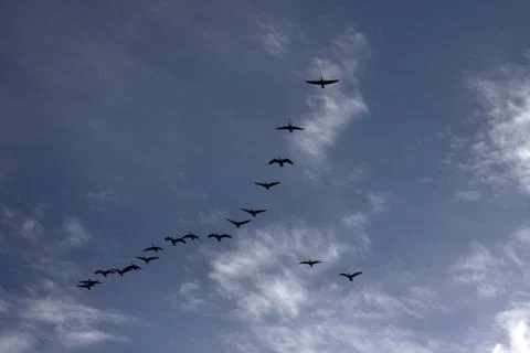 Migrating canada geese Stock Photos