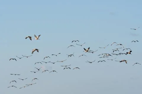 Migrating Common Cranes Stock Photos